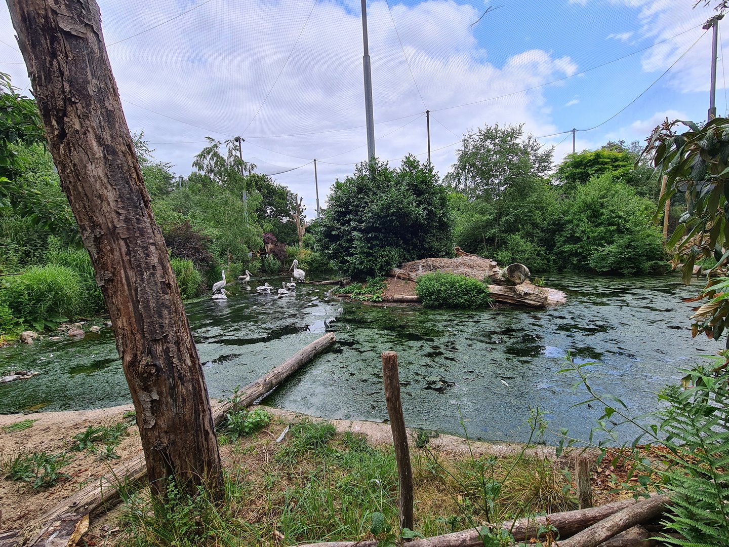 Pelican island in Giant aviary "Realm of beaks"