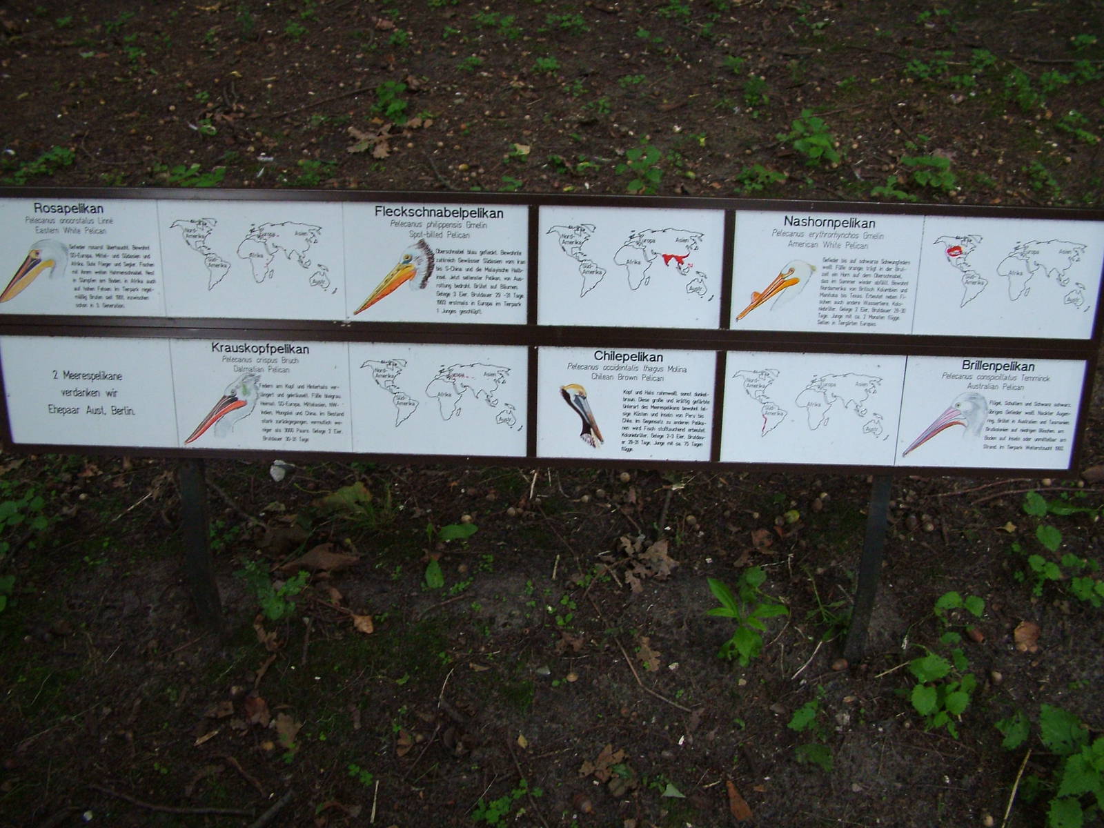 Pelican Labelling at Tierpark Berlin, 30/08/11