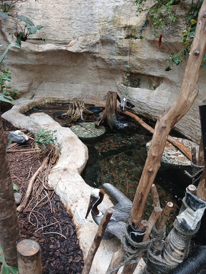 Pelican Lagoon (Former Jaribou Stork habitat) (12/30/24)