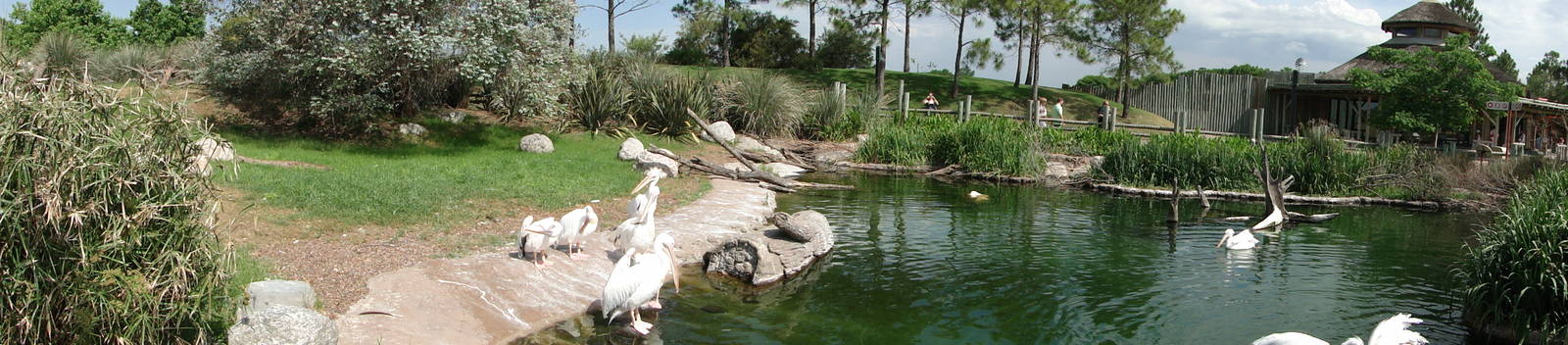 Pelican lagoon