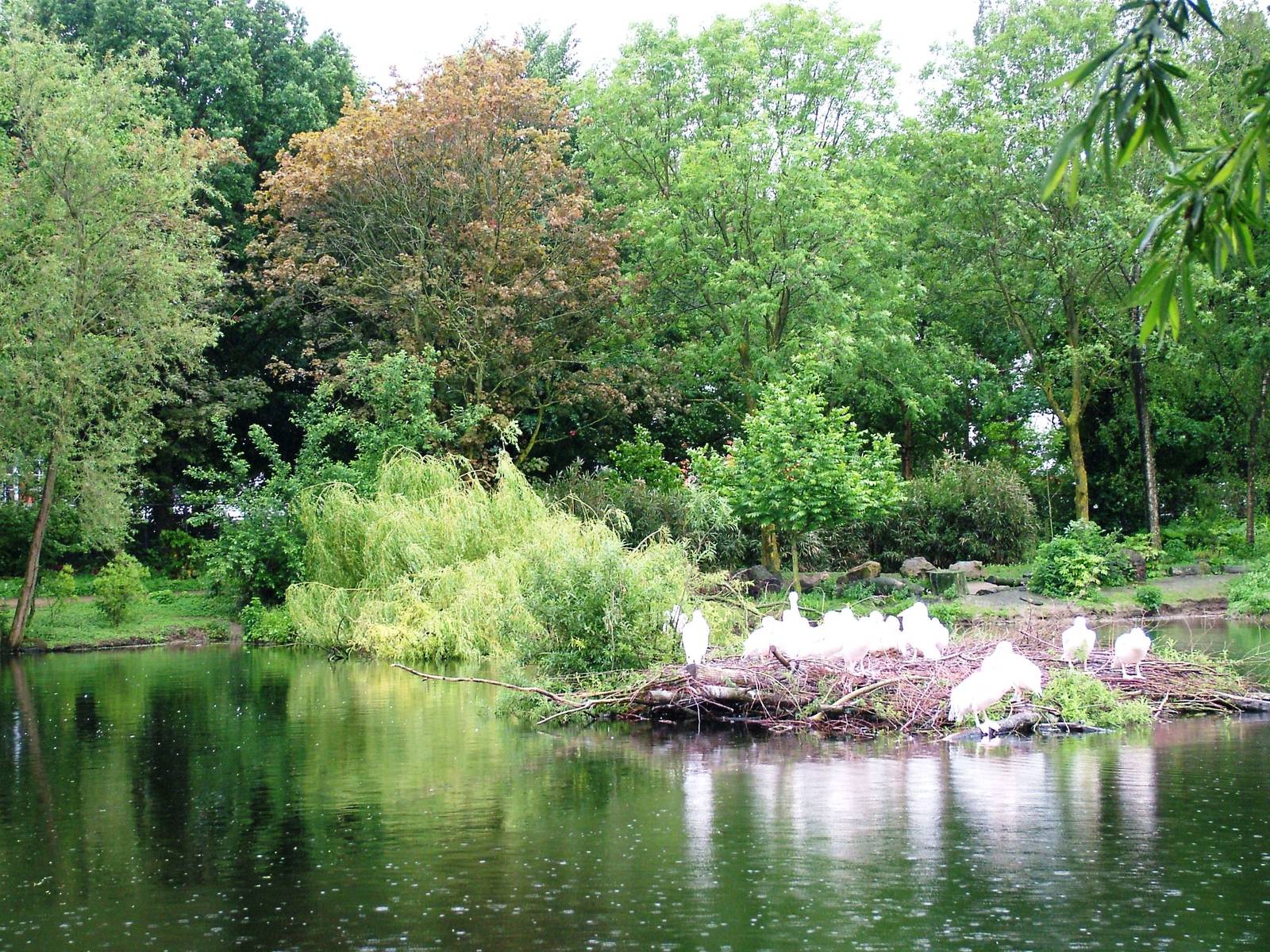Pelican Lake at Avifauna, 04/06/12