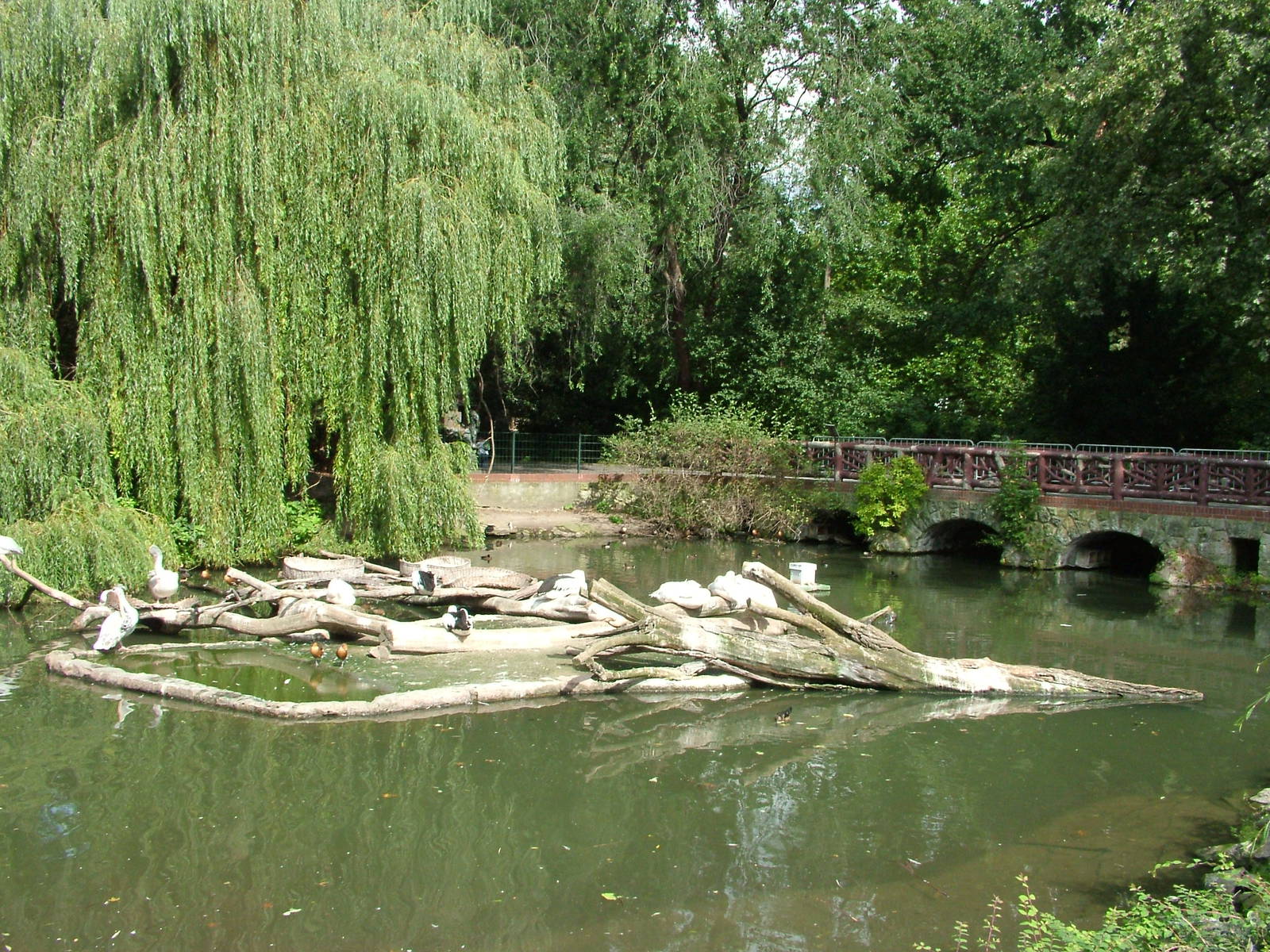 Pelican Lake at Berlin Zoo, 31/08/11
