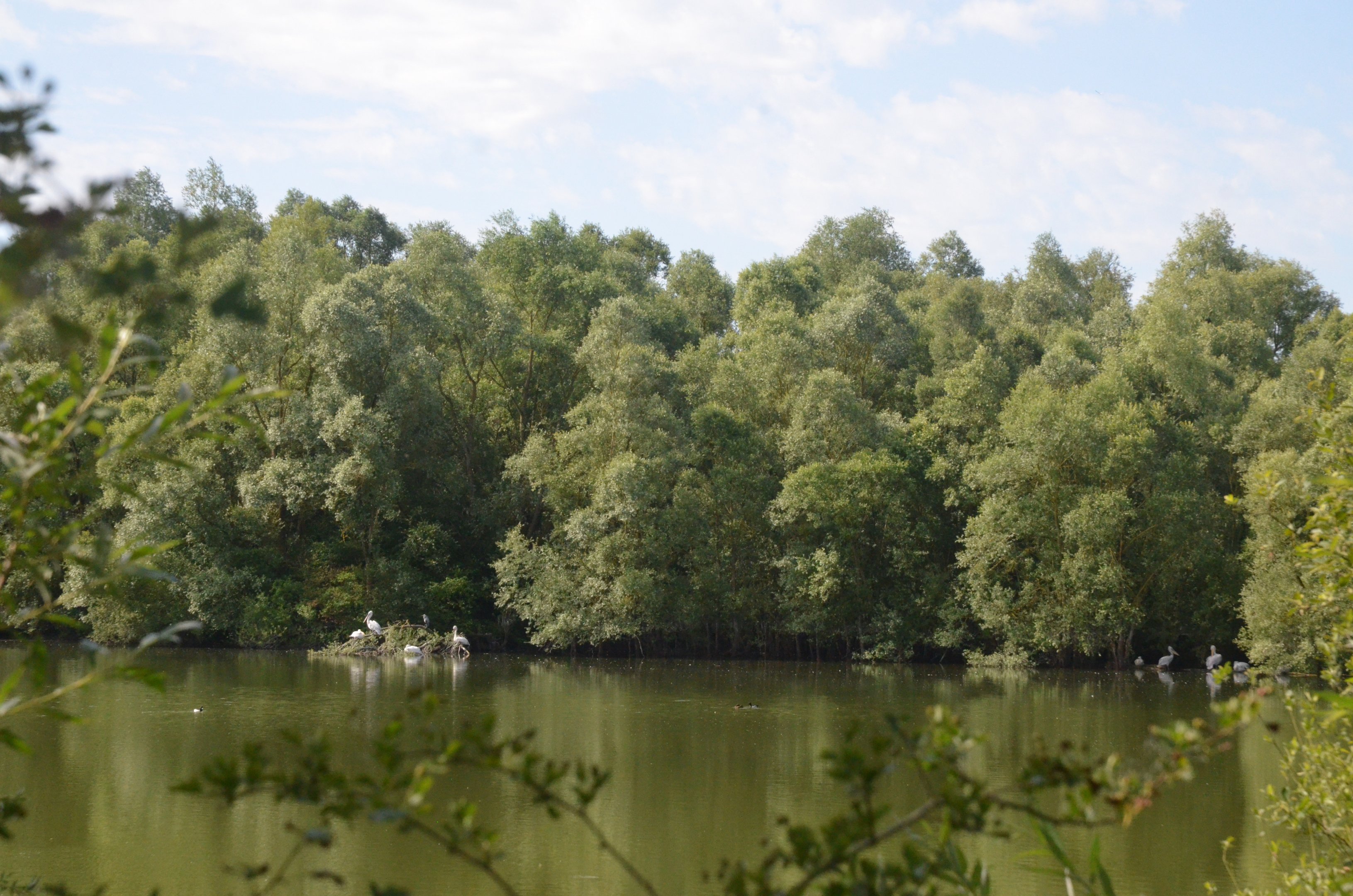 Pelican Lake at Biotropica, 16/06/18
