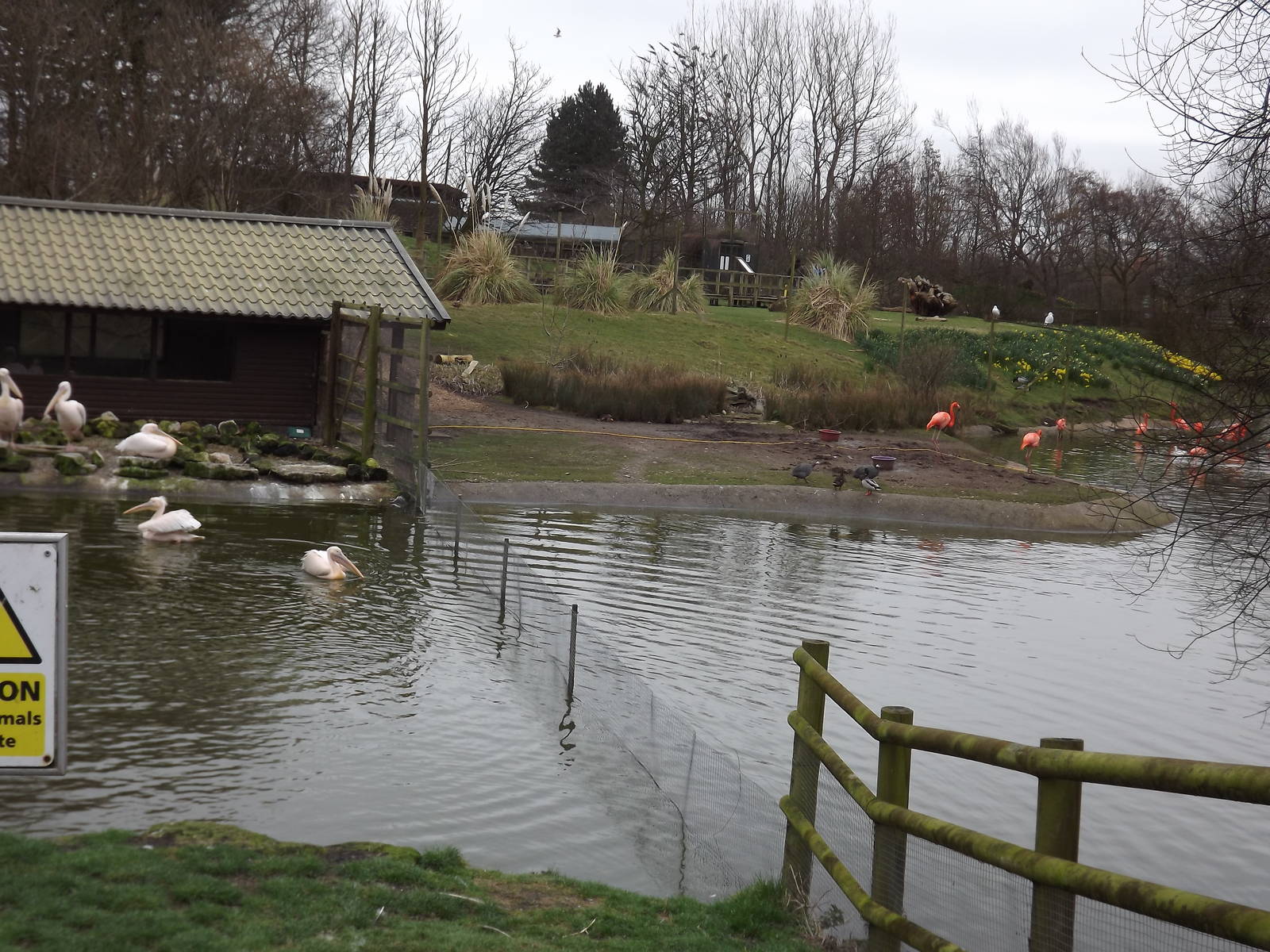 Pelican Lake at Blackpool Zoo 11/03/12
