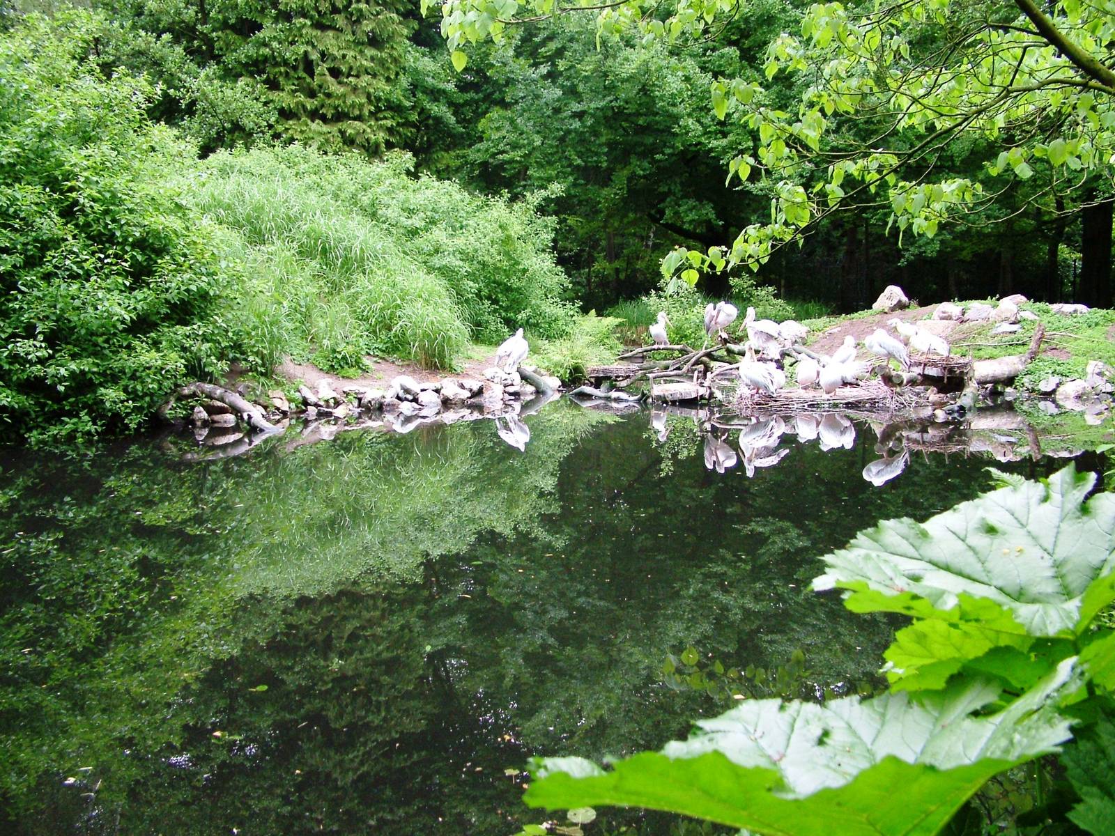 Pelican Lake at Wissel Zoo, Epe, 01/06/12