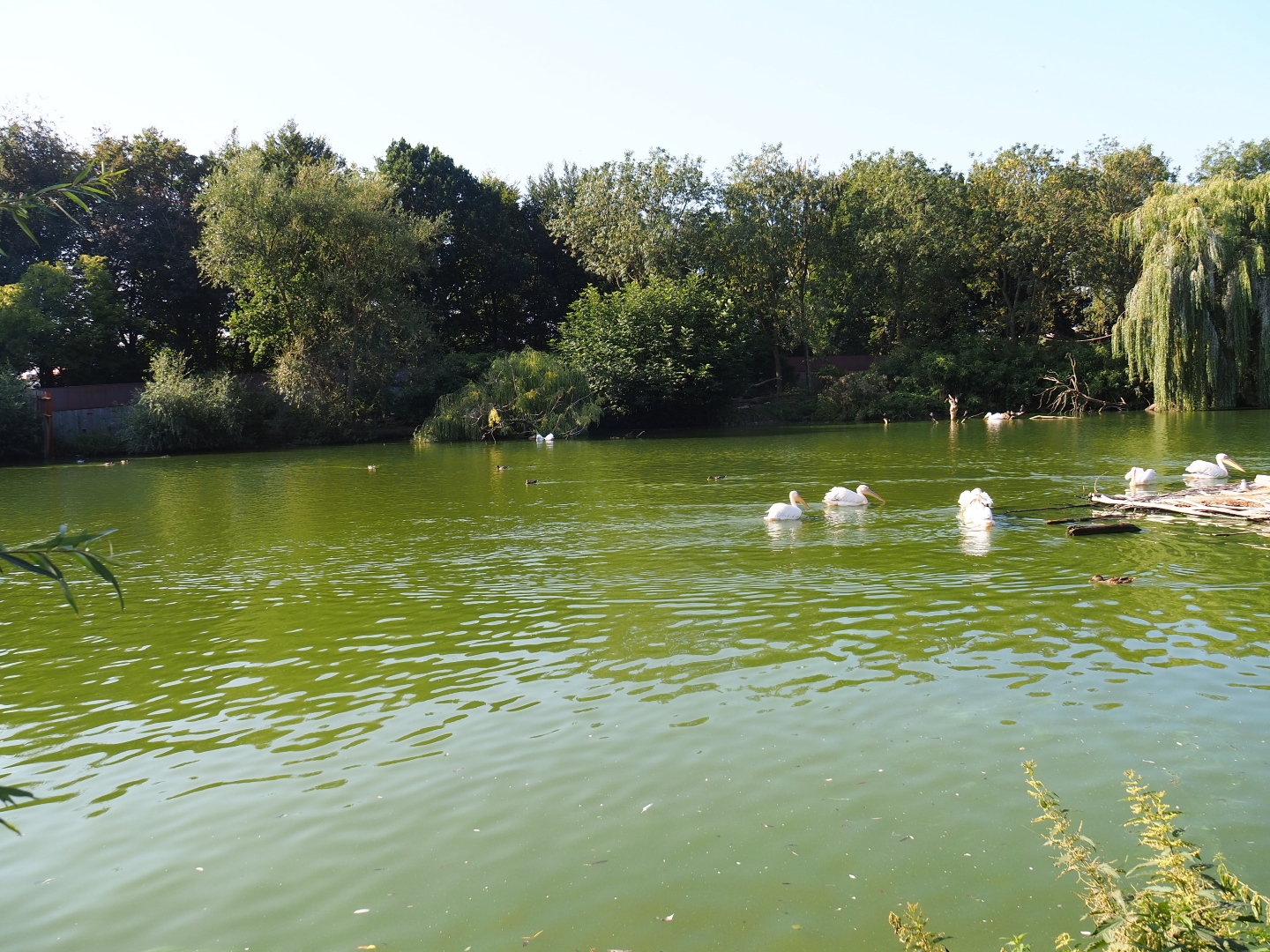 Pelican lake (Seo 2nd, 2018)