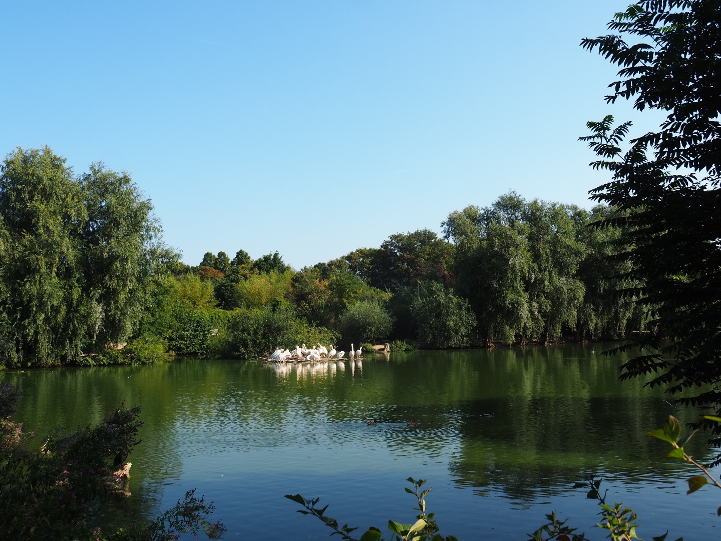 Pelican lake (Sep 2nd, 2018)