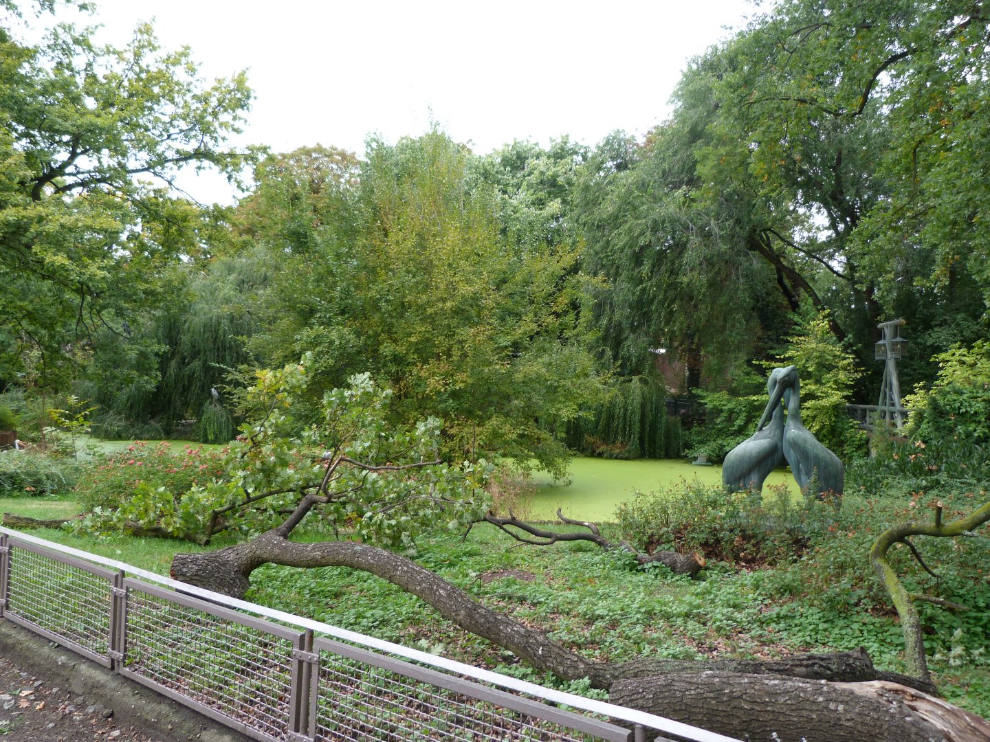 Pelican lake view -Zoologischer Garten Berlin (2024)