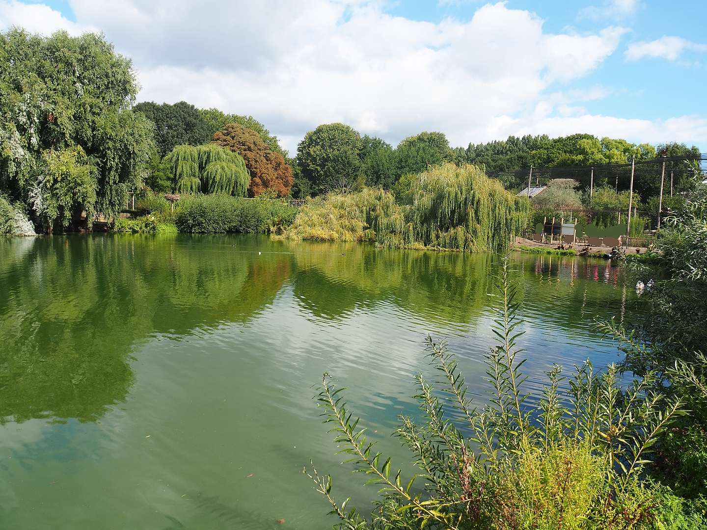 Pelican lake with Steller's sea eagle aviary in the background on the right side, 2022-08-28