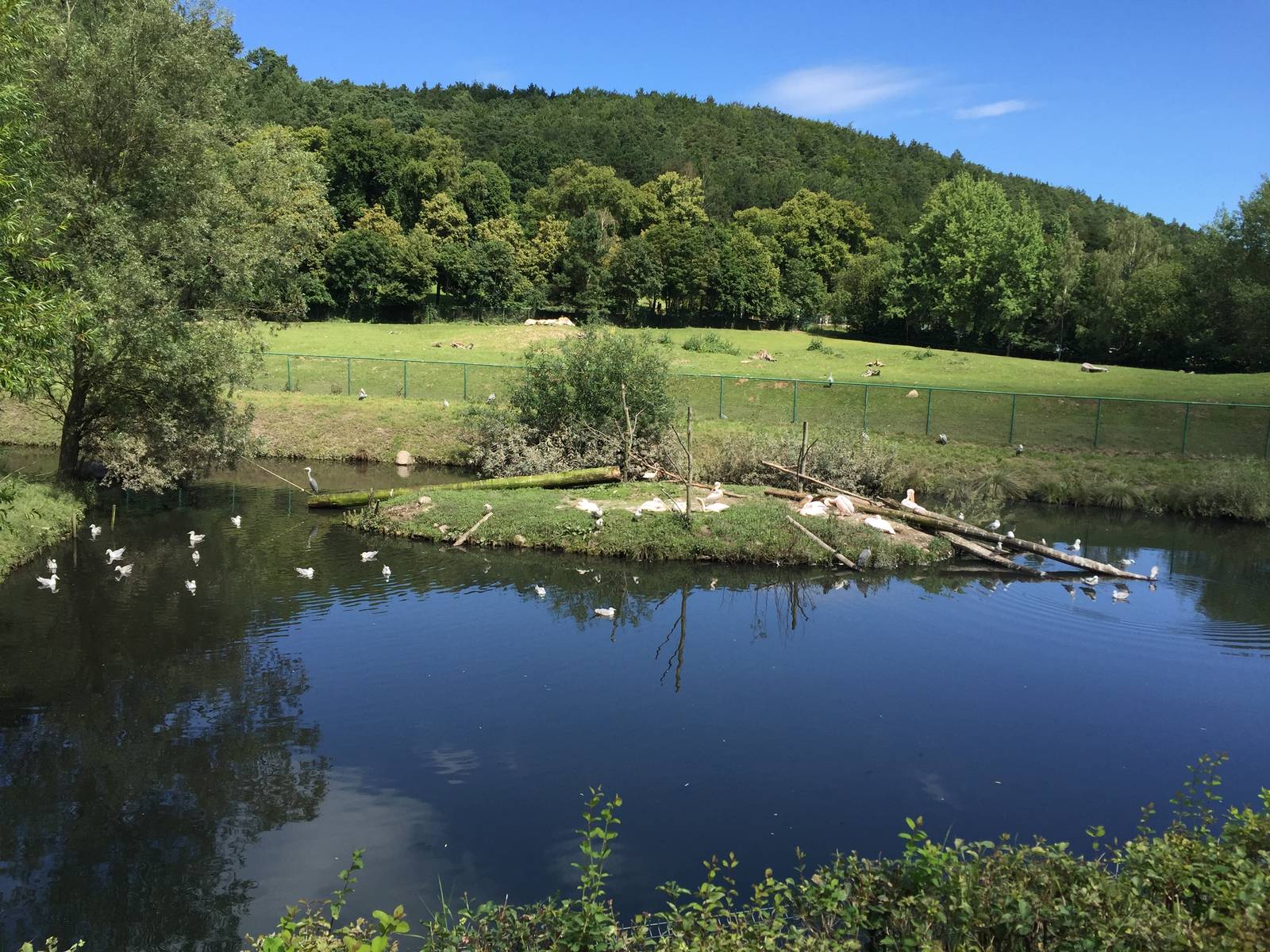 Pelican lake - Zoo Gdansk 20.07.16.