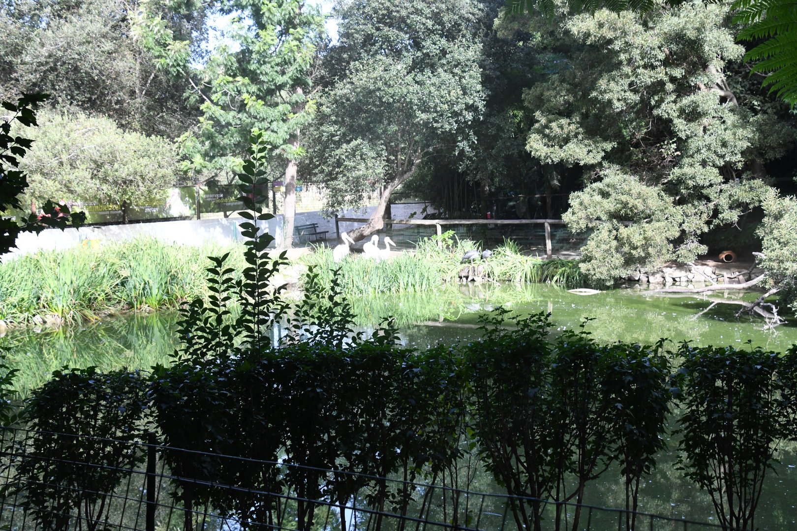 Pelican Lake (Zoo Lourosa)