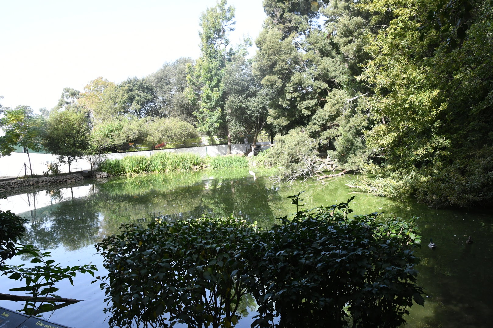 Pelican Lake (Zoo Lourosa)