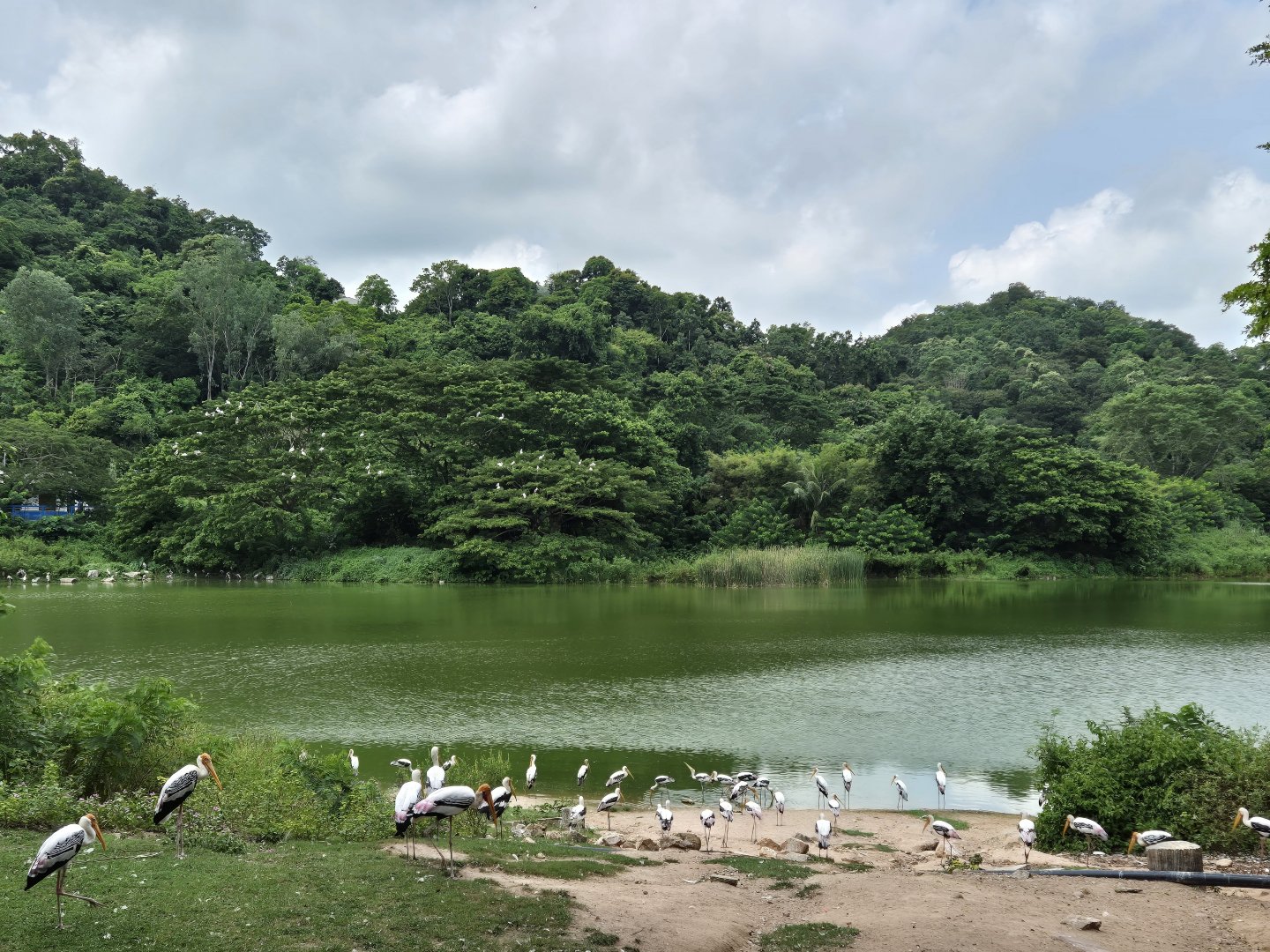 Pelican/Milky Stork Parade Area