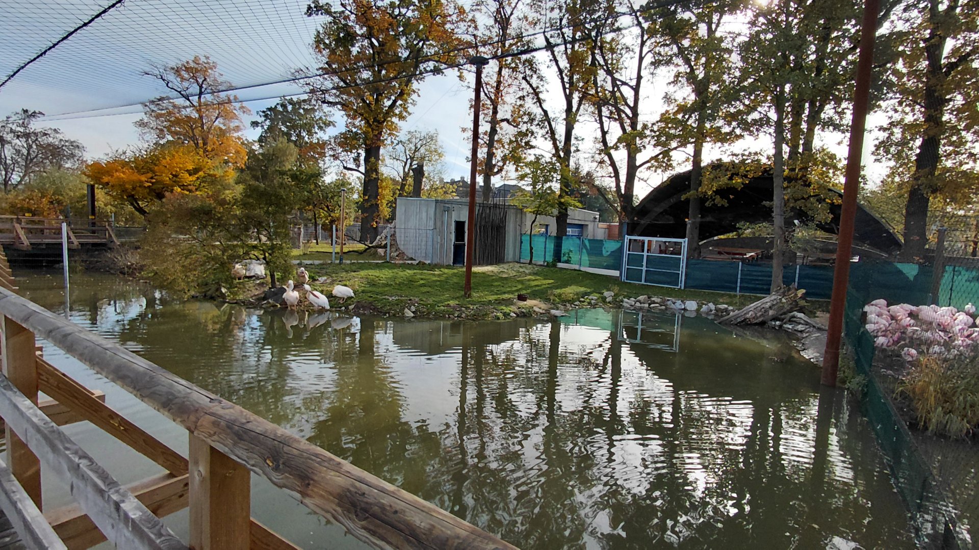Pelican + night heron exhibit