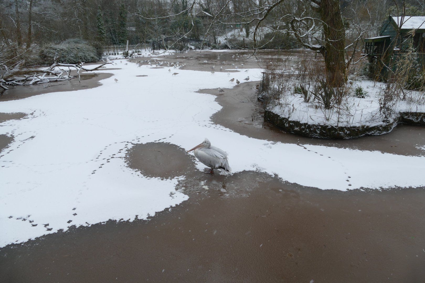 Pelican on ice, 28 February 2018