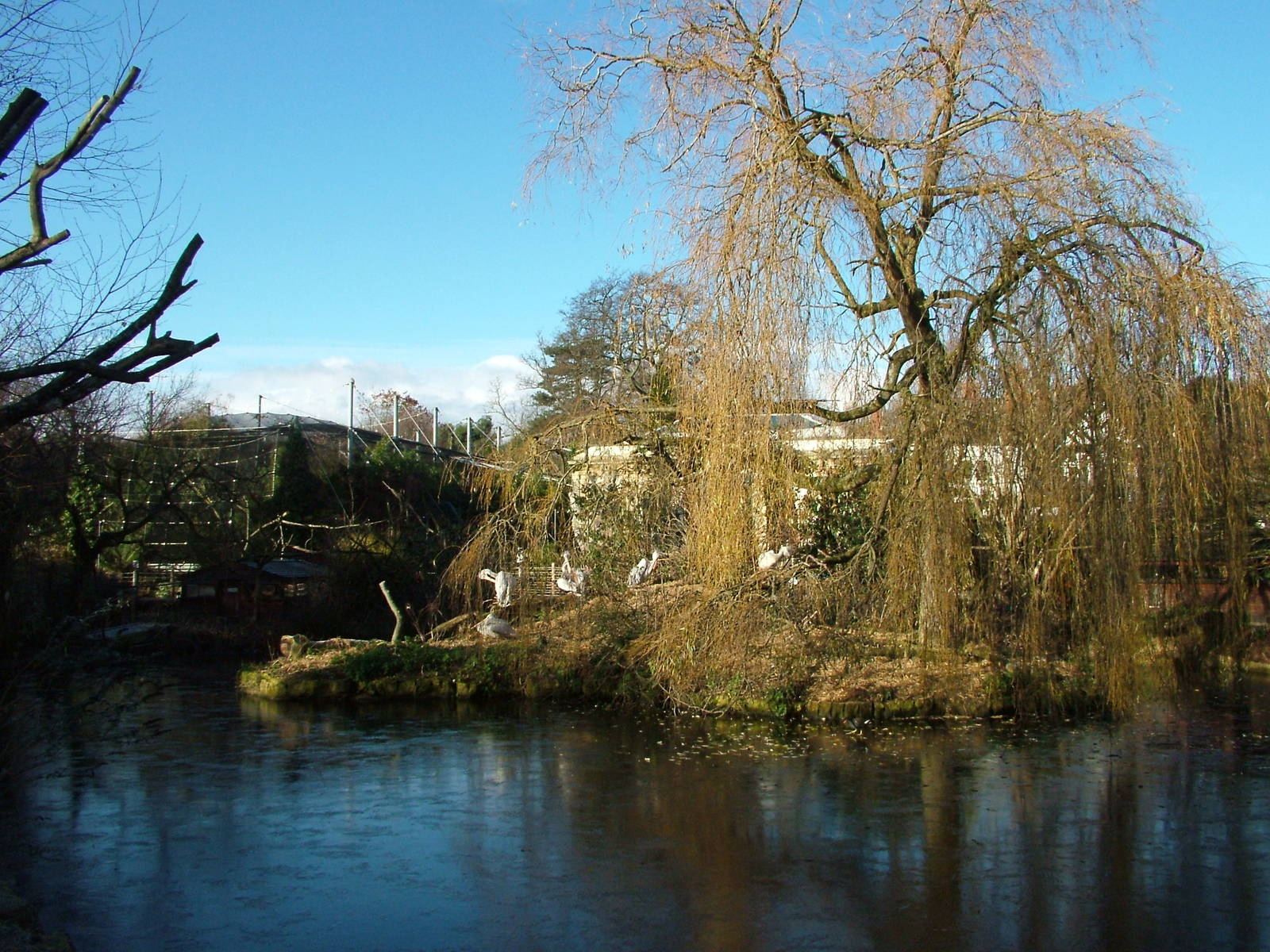Pelican on the main lake at Bristol 19/12/09