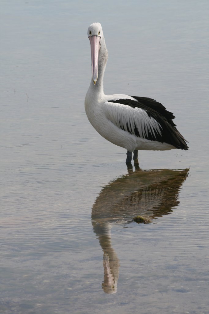 Pelican (Pelecanus conspicillatus) and reflection