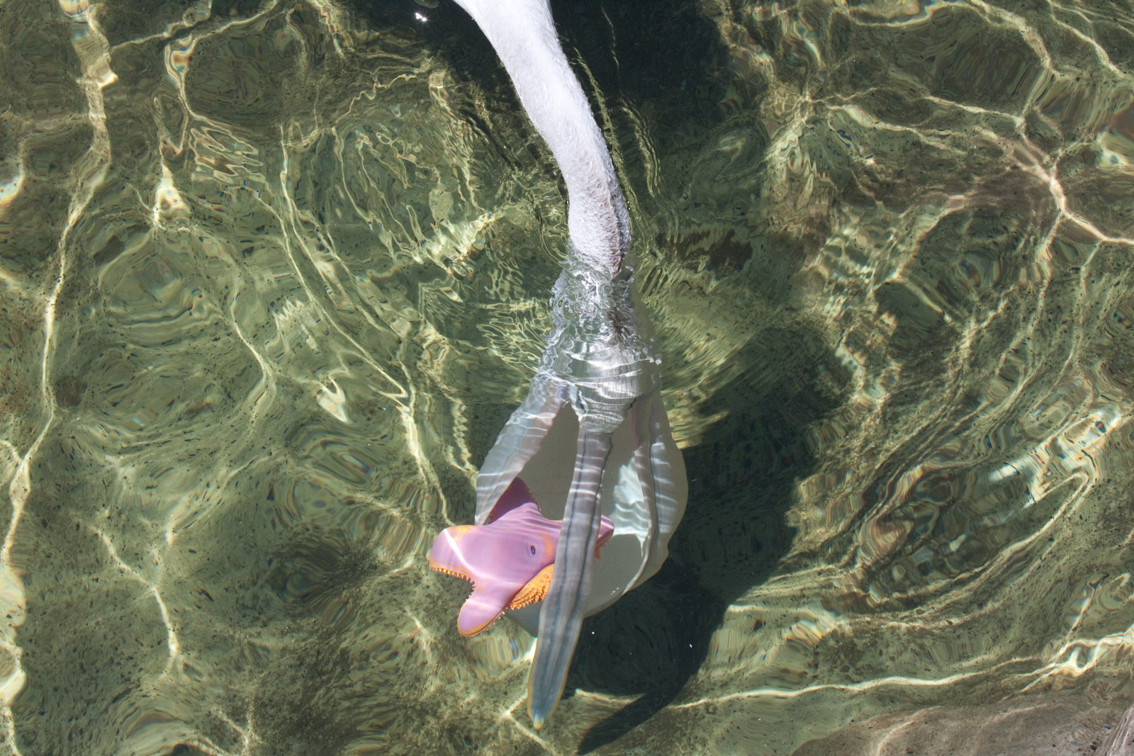 Pelican playing with a toy - Jan 2009