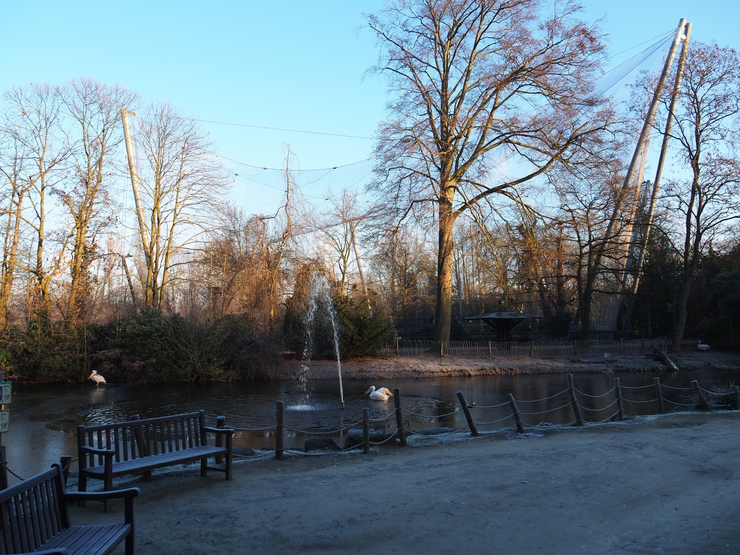 Pelican pond and vulture aviary (Jan 20th, 2019)
