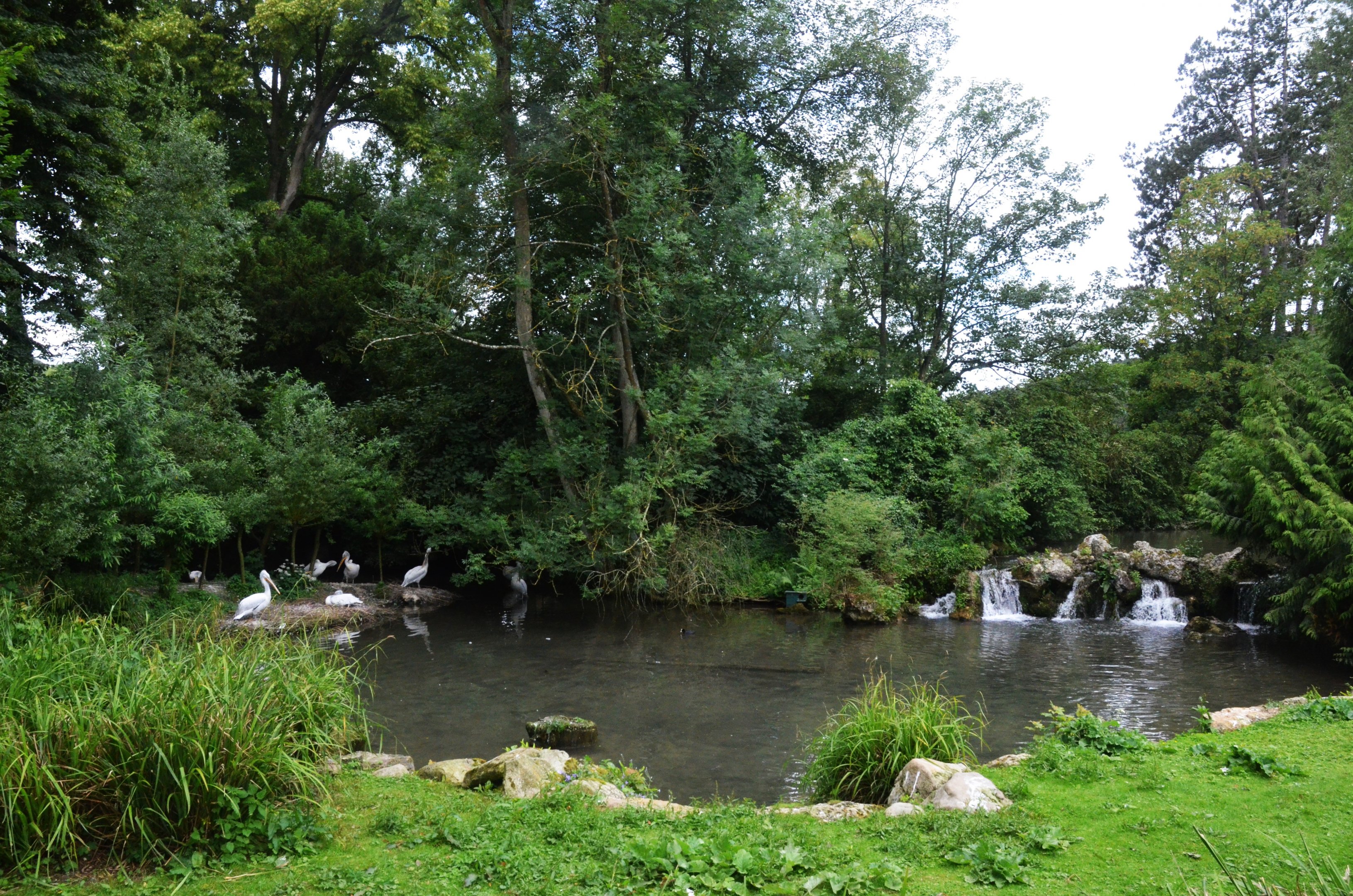 Pelican Pond at Clères, 16/06/18