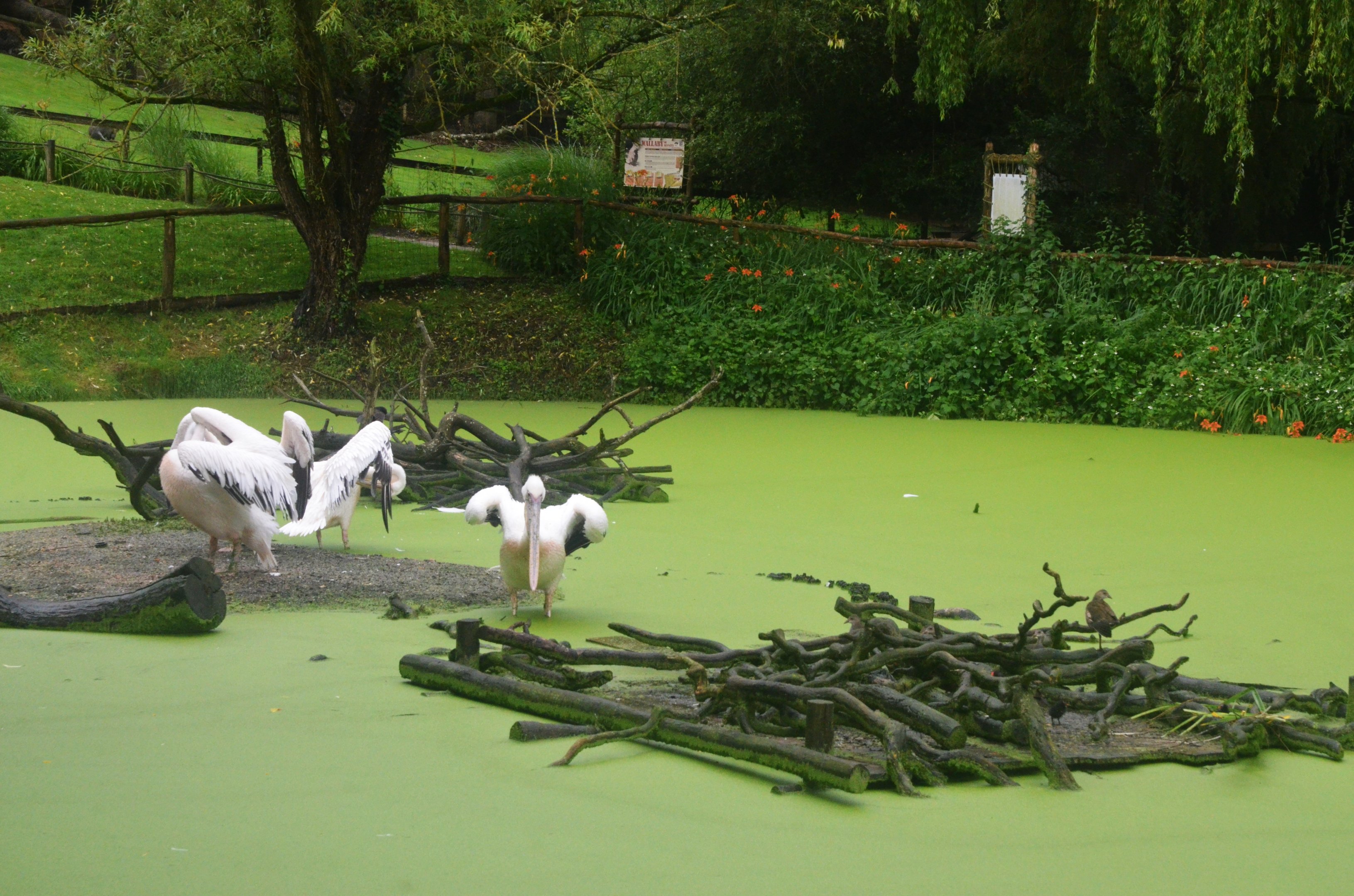Pelican Pond at La Flèche, 11/06/18