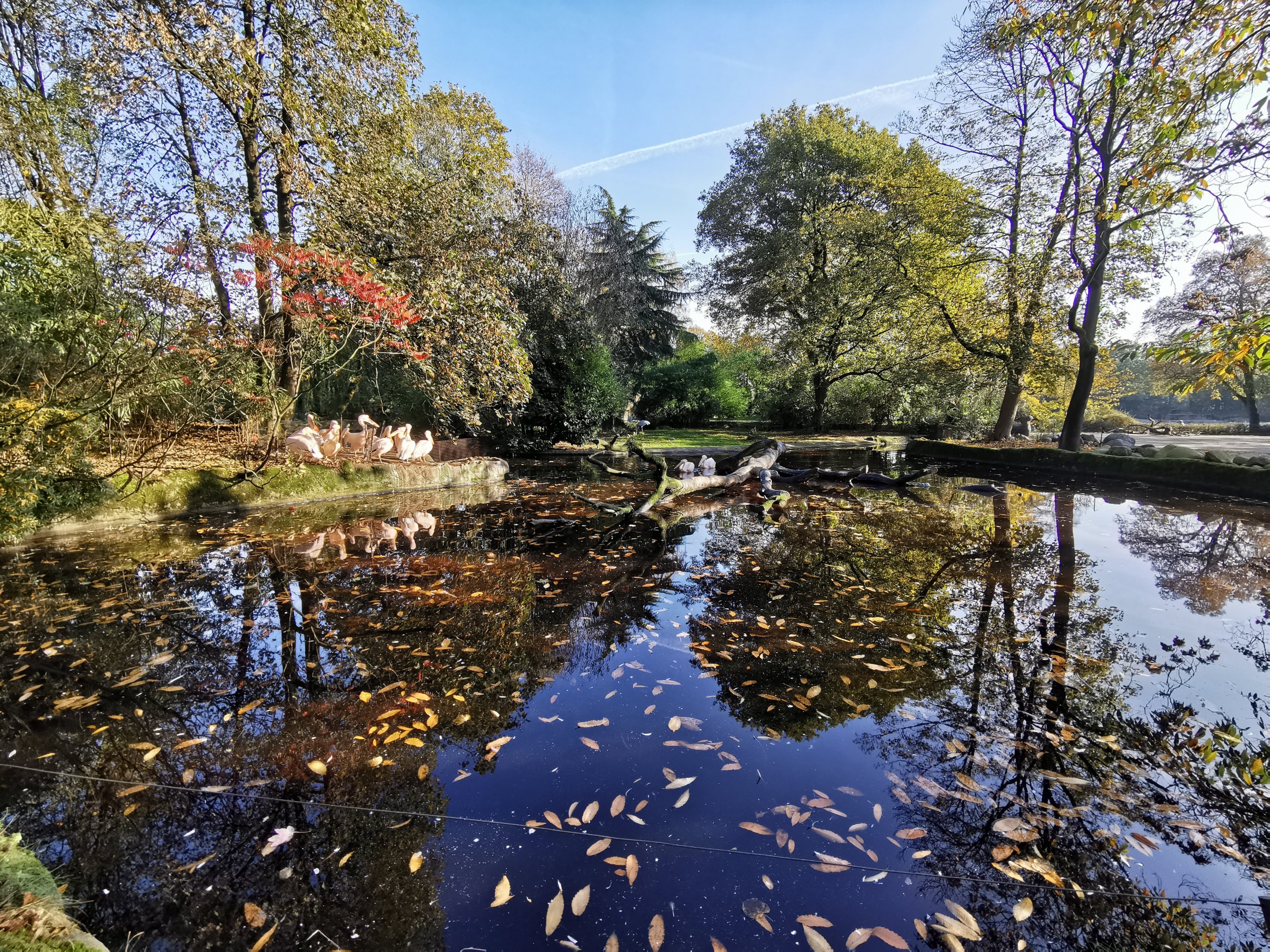 Pelican pond - Tierpark Hagenbeck