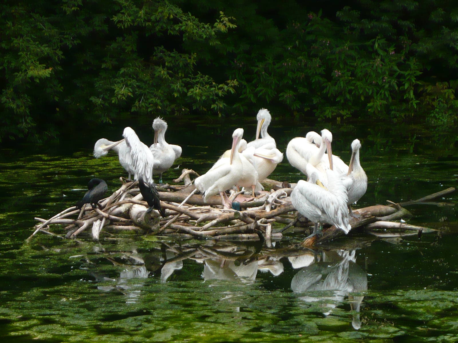 Pelican pond