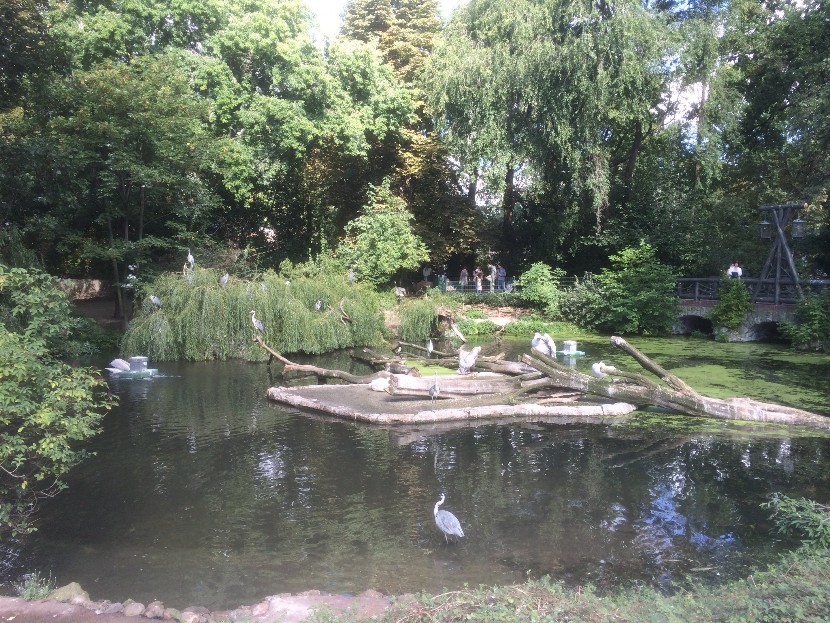 Pelican pond