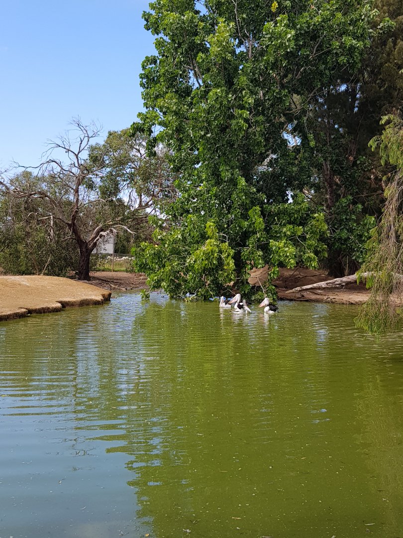Pelican pond