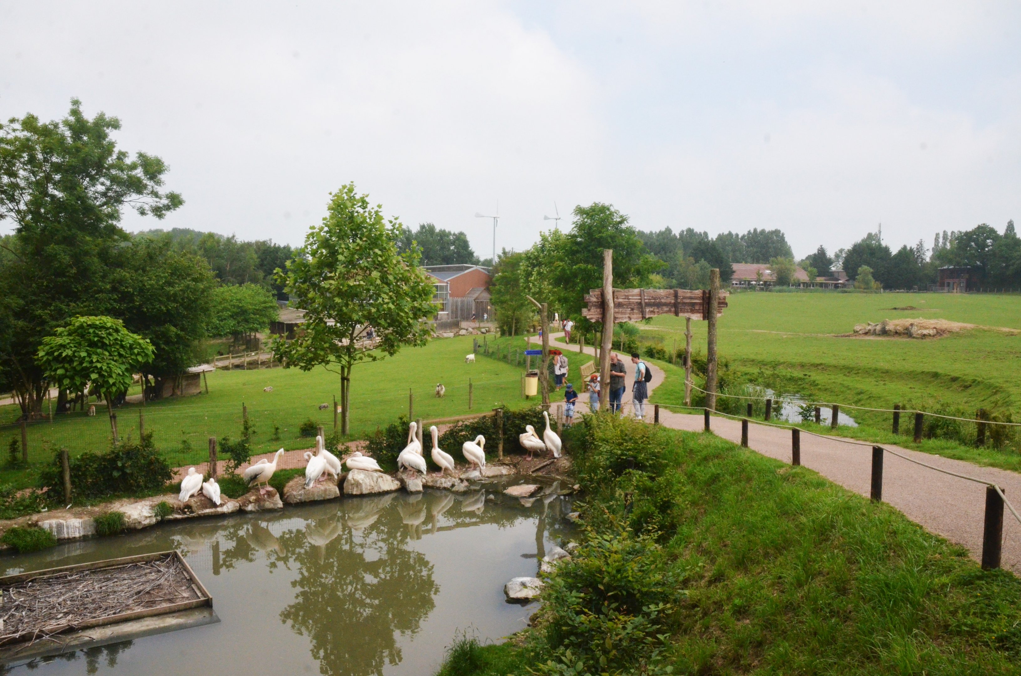 Pelican Pool at CERZA, 10/06/18