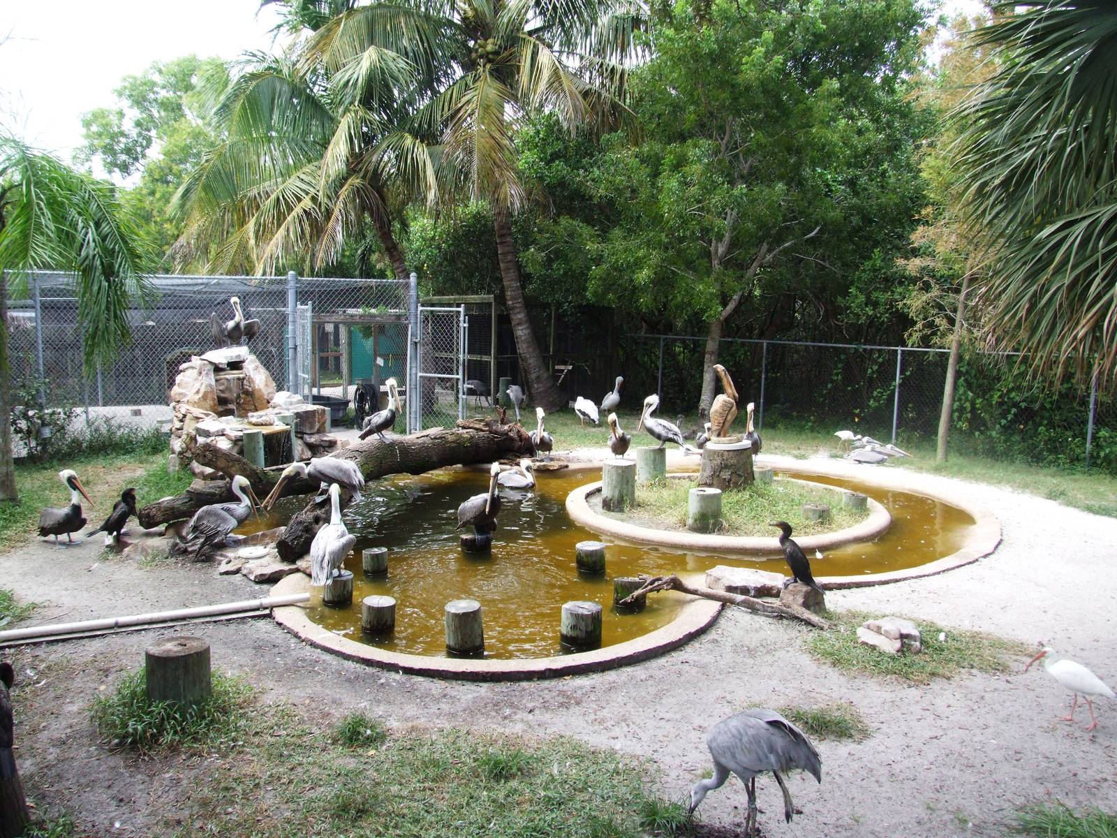 Pelican Pool at Peace River Wildlife Centre, 09/10/13