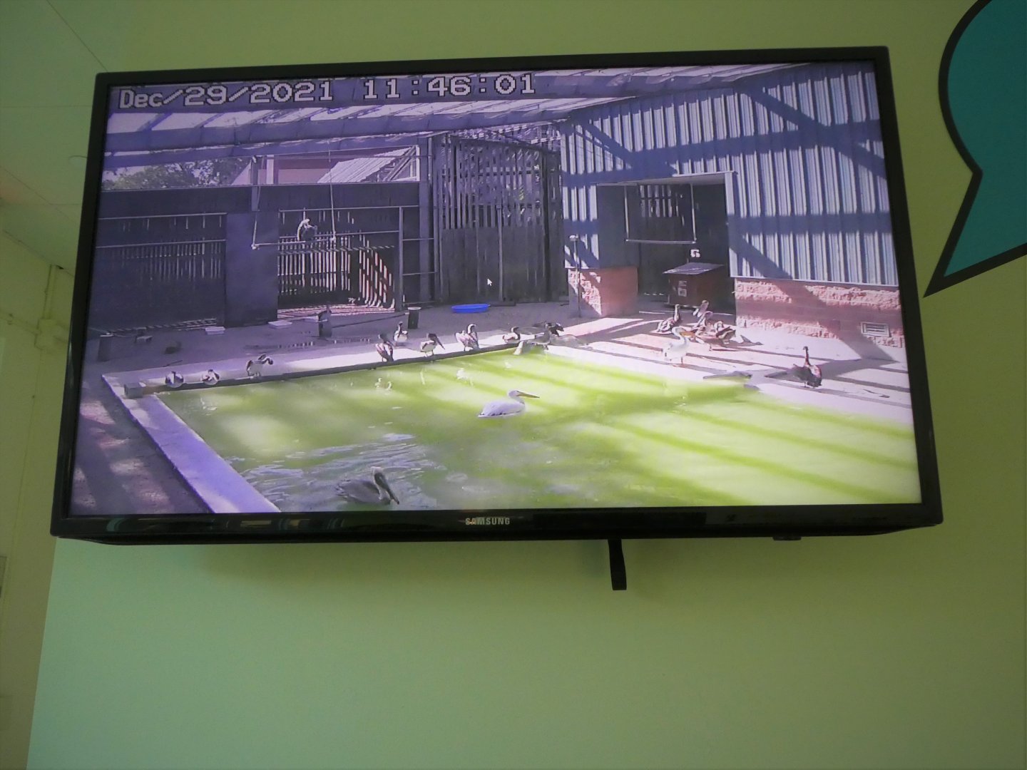 Pelican Pool Livestream