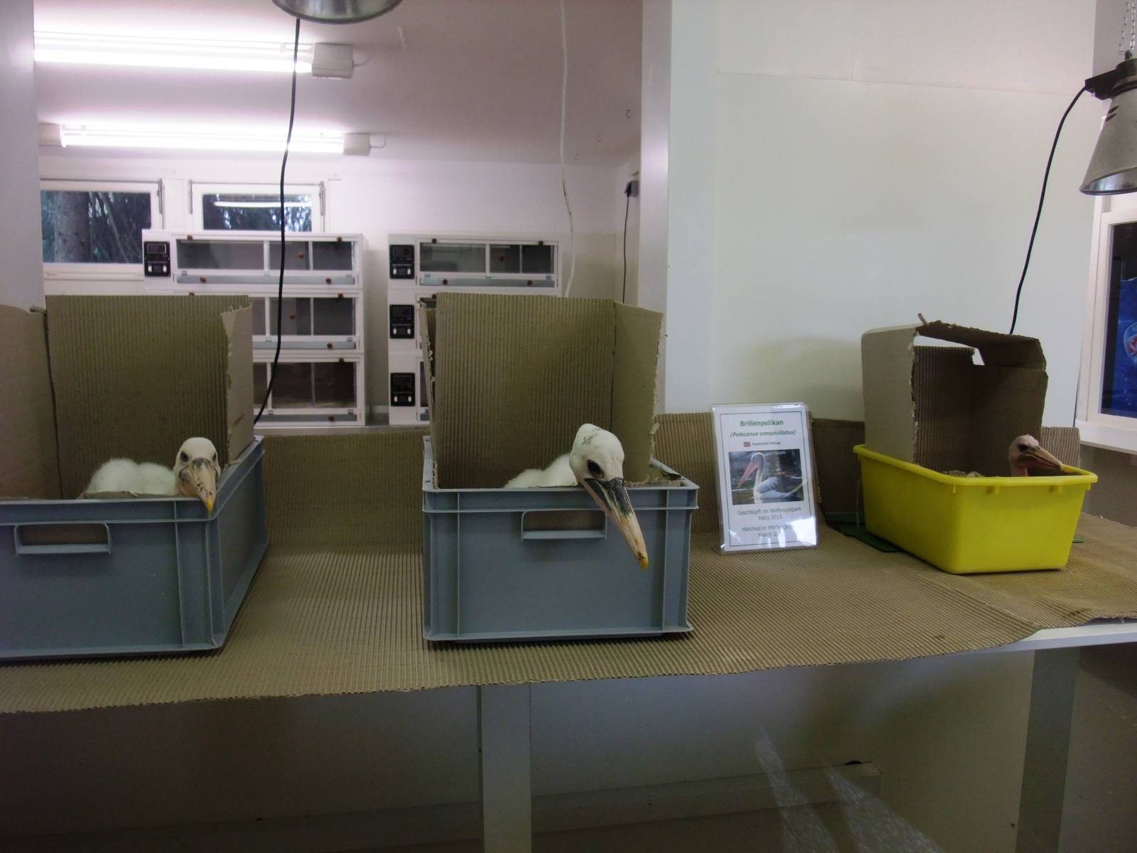 Pelican Rearing at Walsrode, 22/03/13