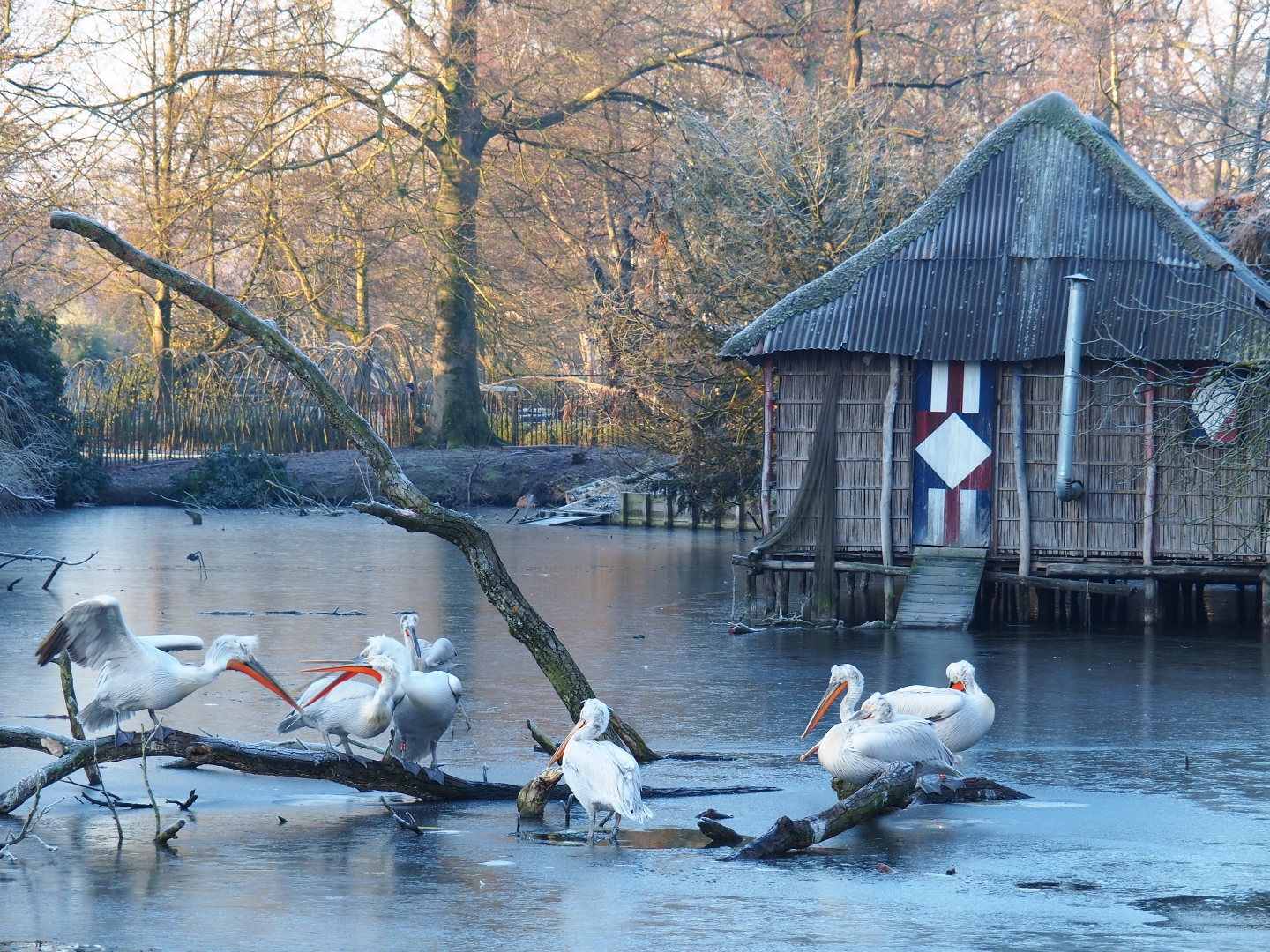 Pelican shack and Dalmatian pelicans (Pelecanus crispus), Jan 20th, 2019