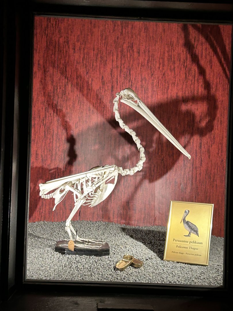 Pelican skeleton