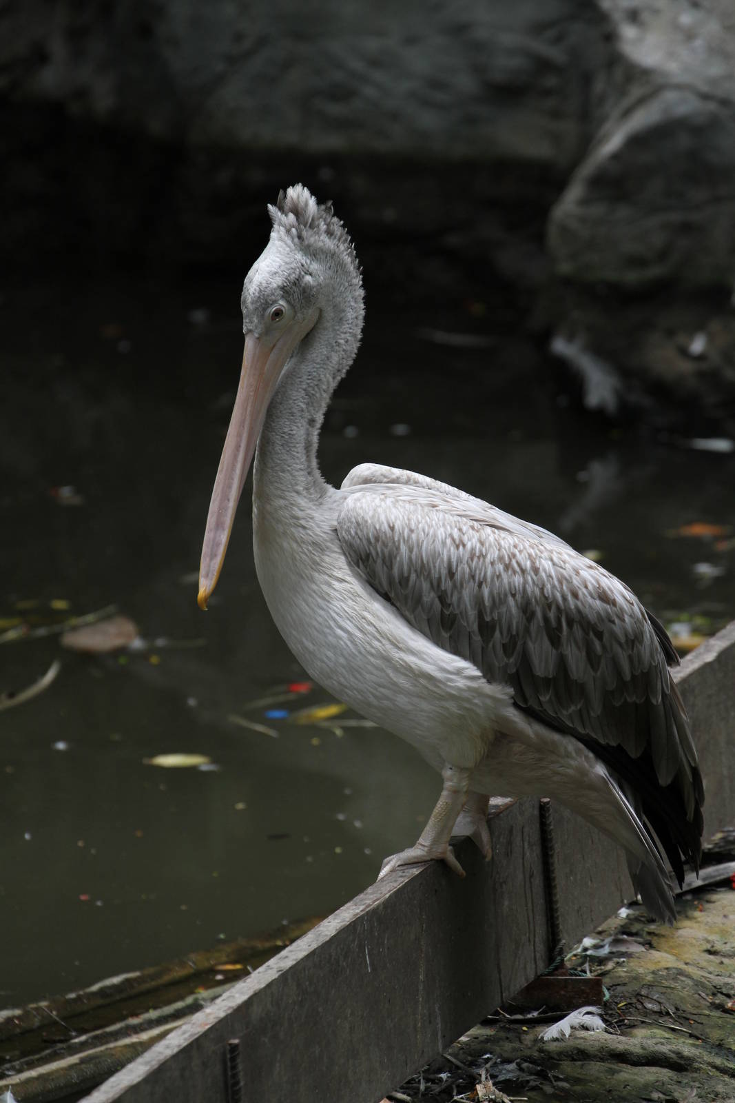 Pelican Species Help