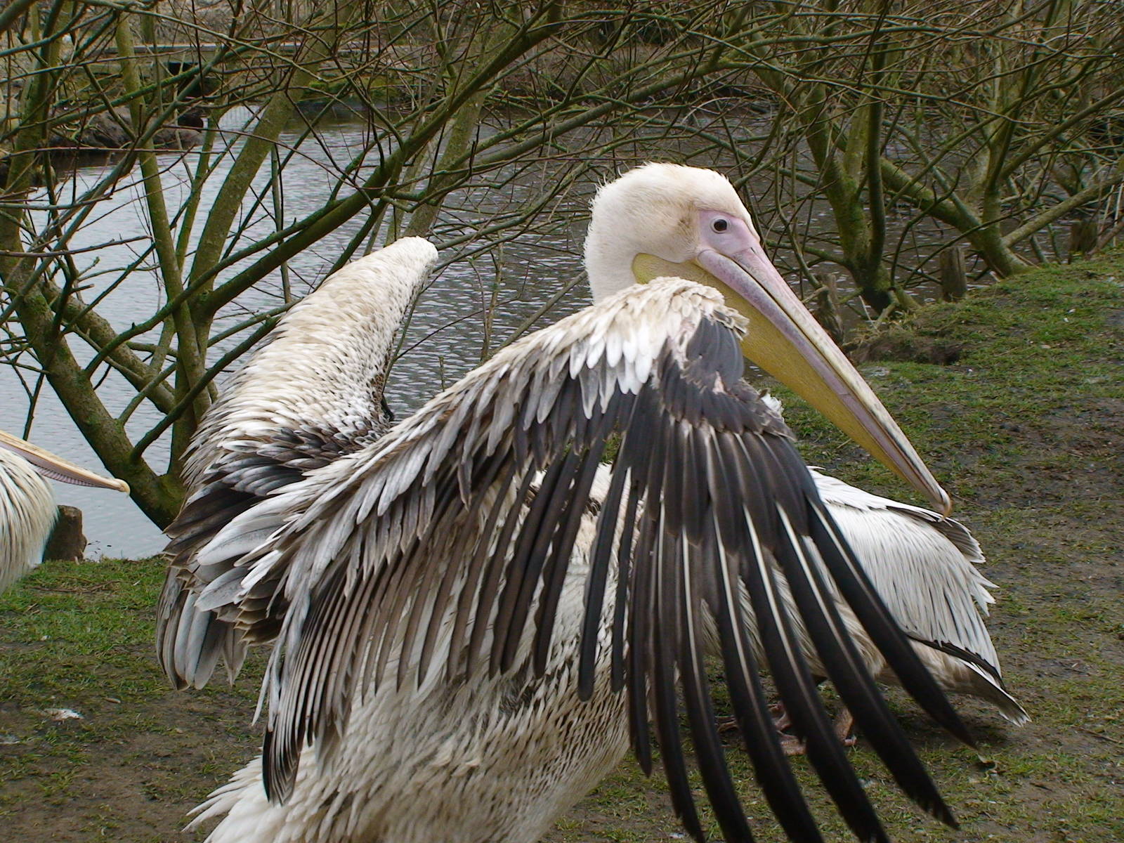 Pelican (species???)