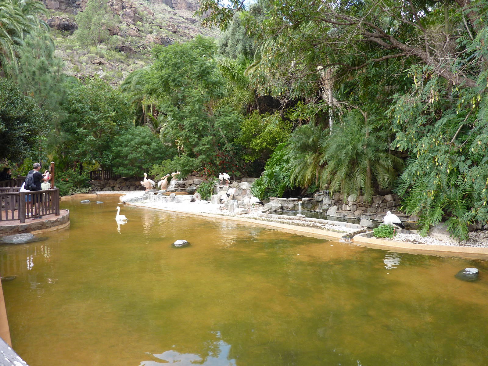 Pelican, stork and swan enclosure
