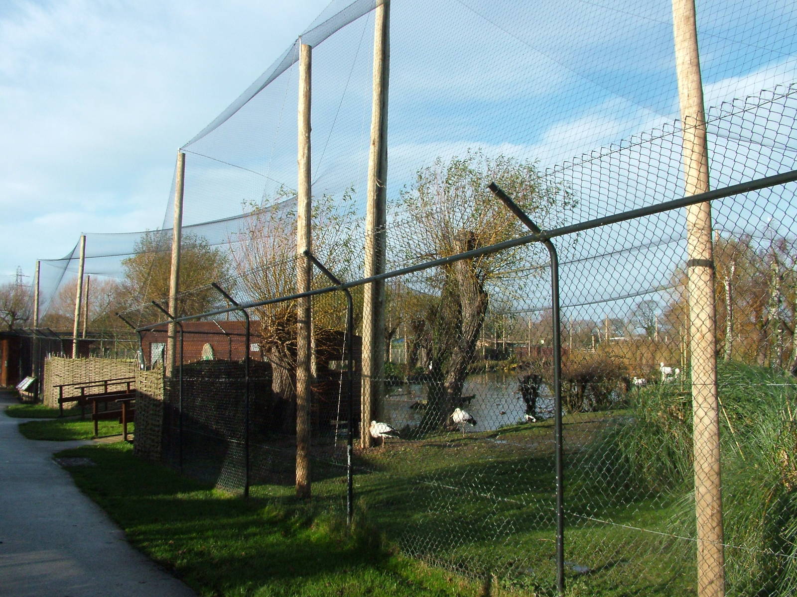 Pelican, stork and waterfowl exhibit at Chester 06/12/09