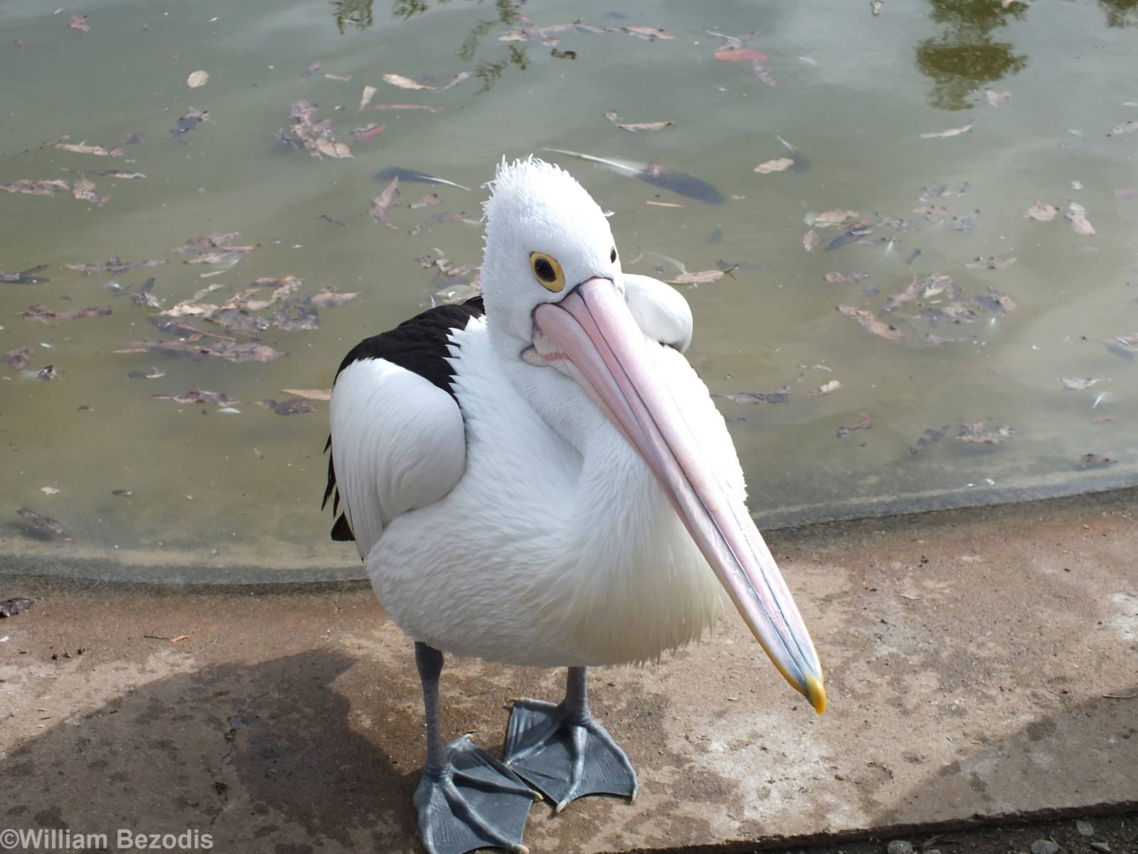 Pelican That Tried to Attack Me - Cohunu Koala Park