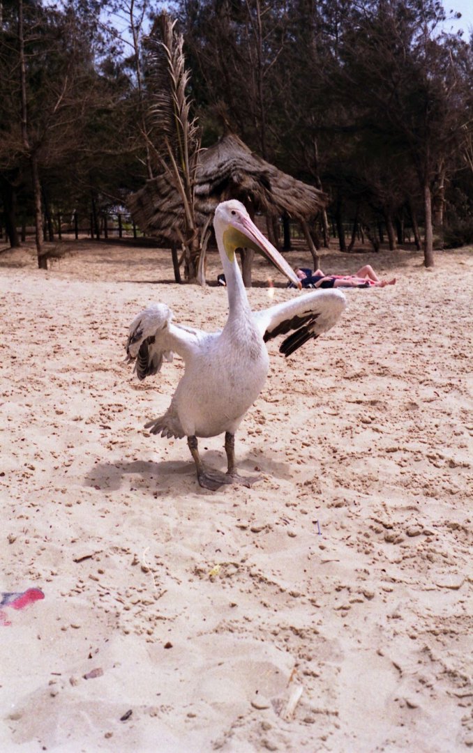 Pelican, The Gambia 1996