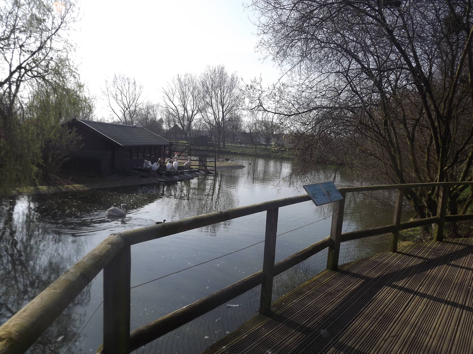 Pelican Viewing at Blackpool Zoo 25/03/12