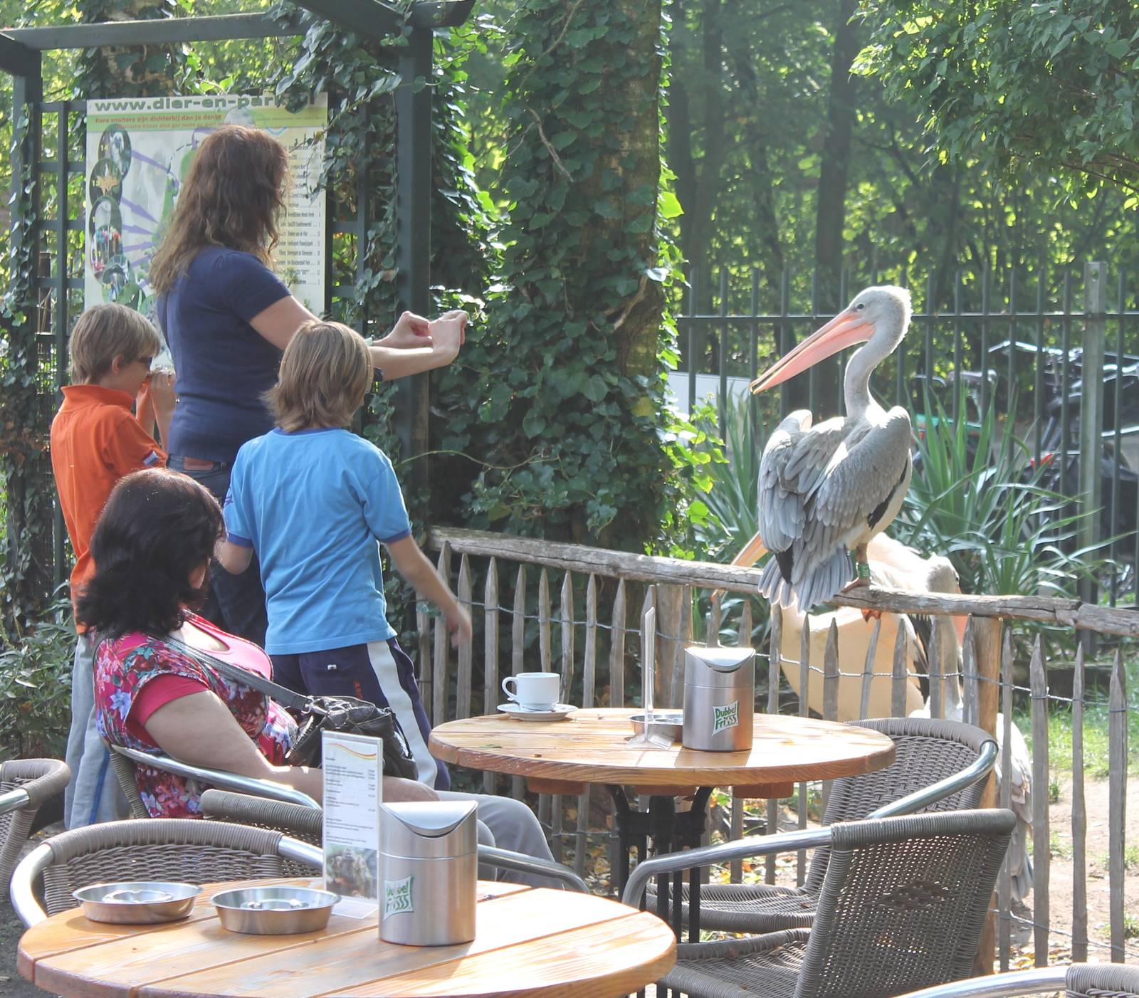 Pelican visiting the terras