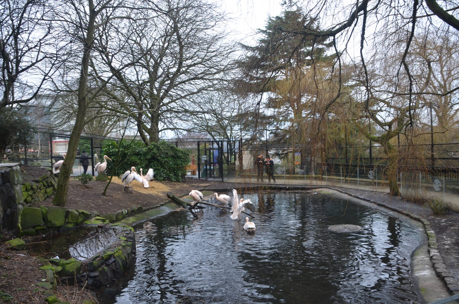 Pelican Walk-through at Edinburgh, 06/02/16