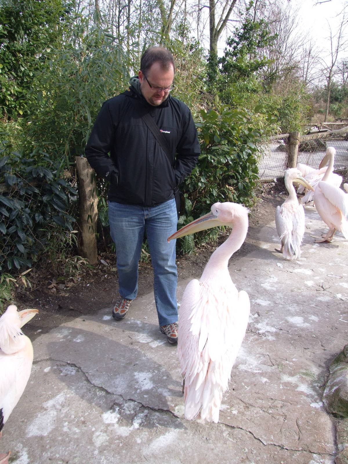 Pelican Walkthrough at Hannover, 23/03/13