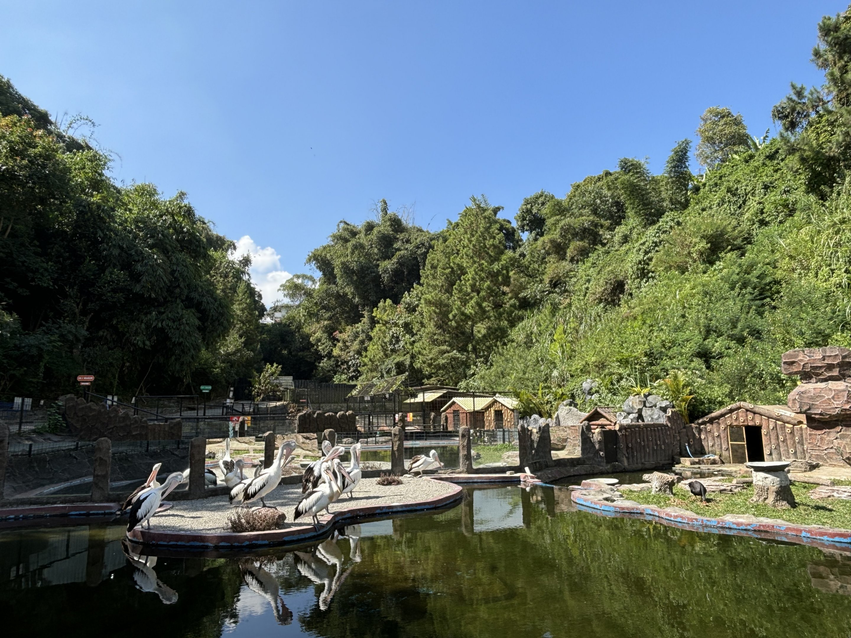 Pelican + Waterfowl Exhibit