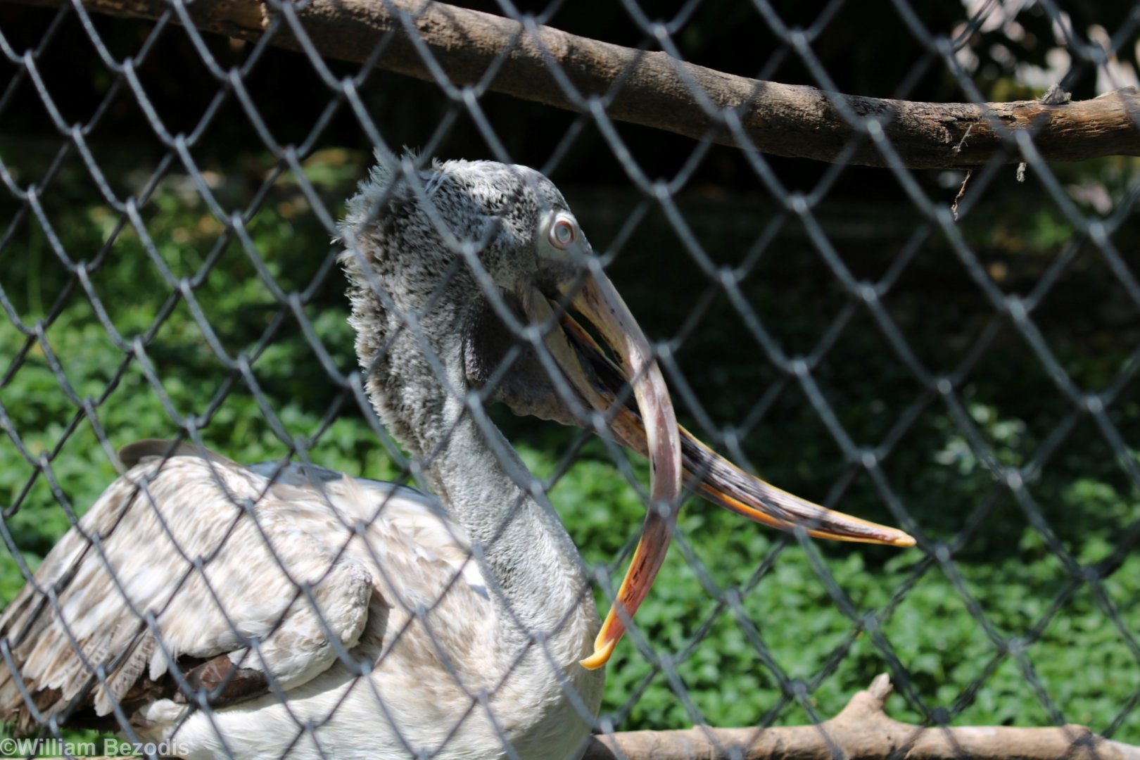 Pelican with Deformed Beak