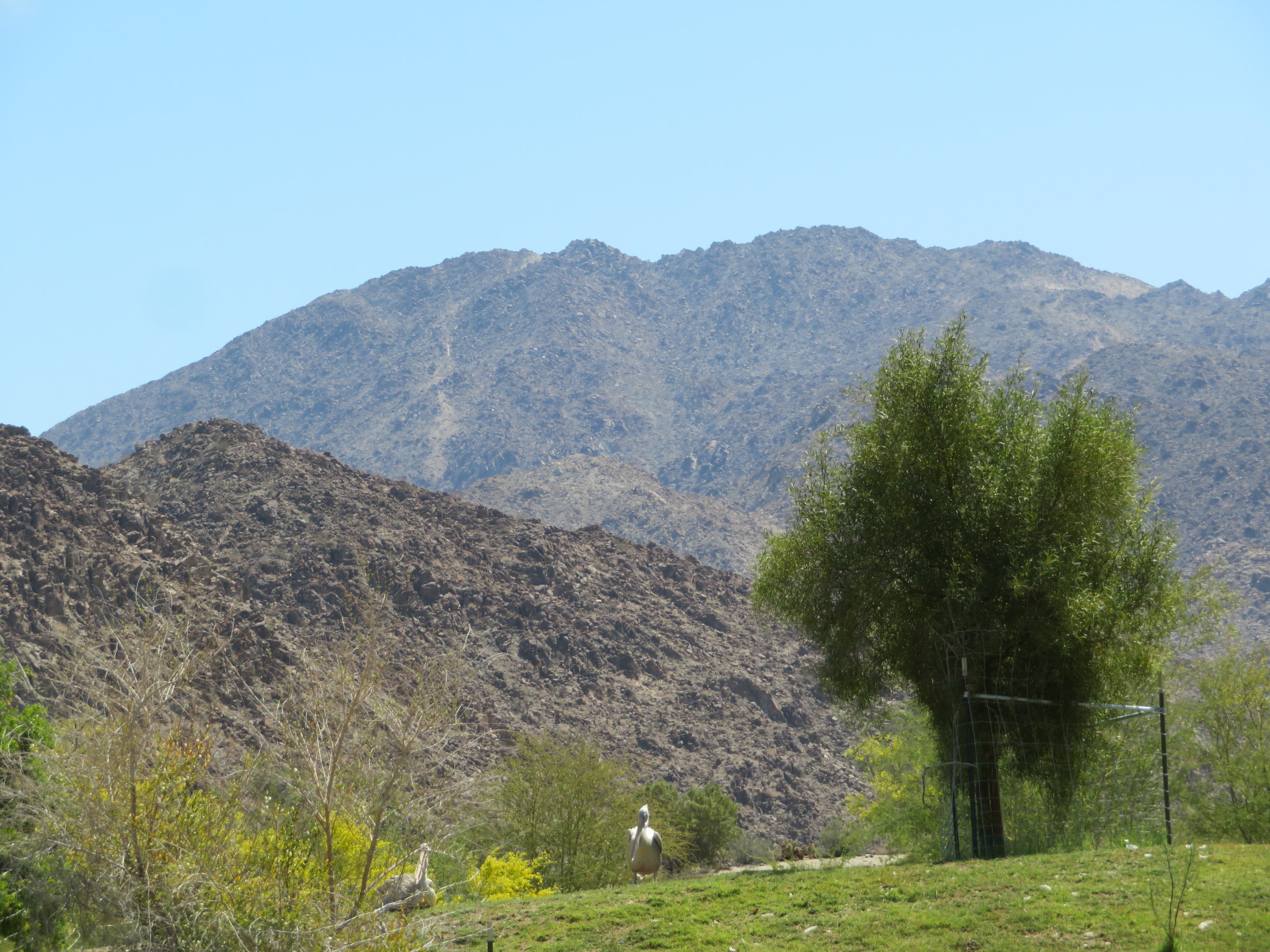 Pelican with Scenic Backdrop
