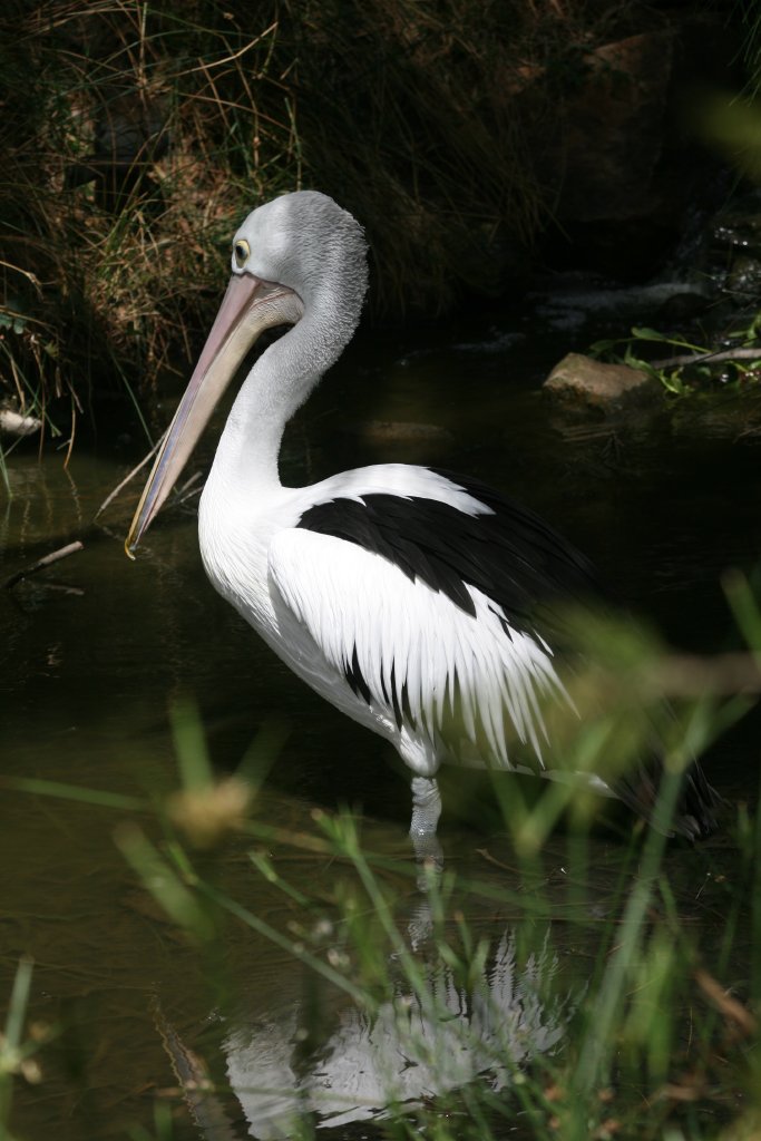 Pelican