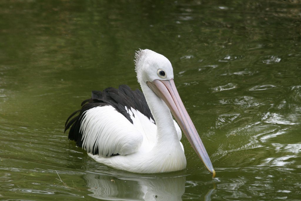 Pelican